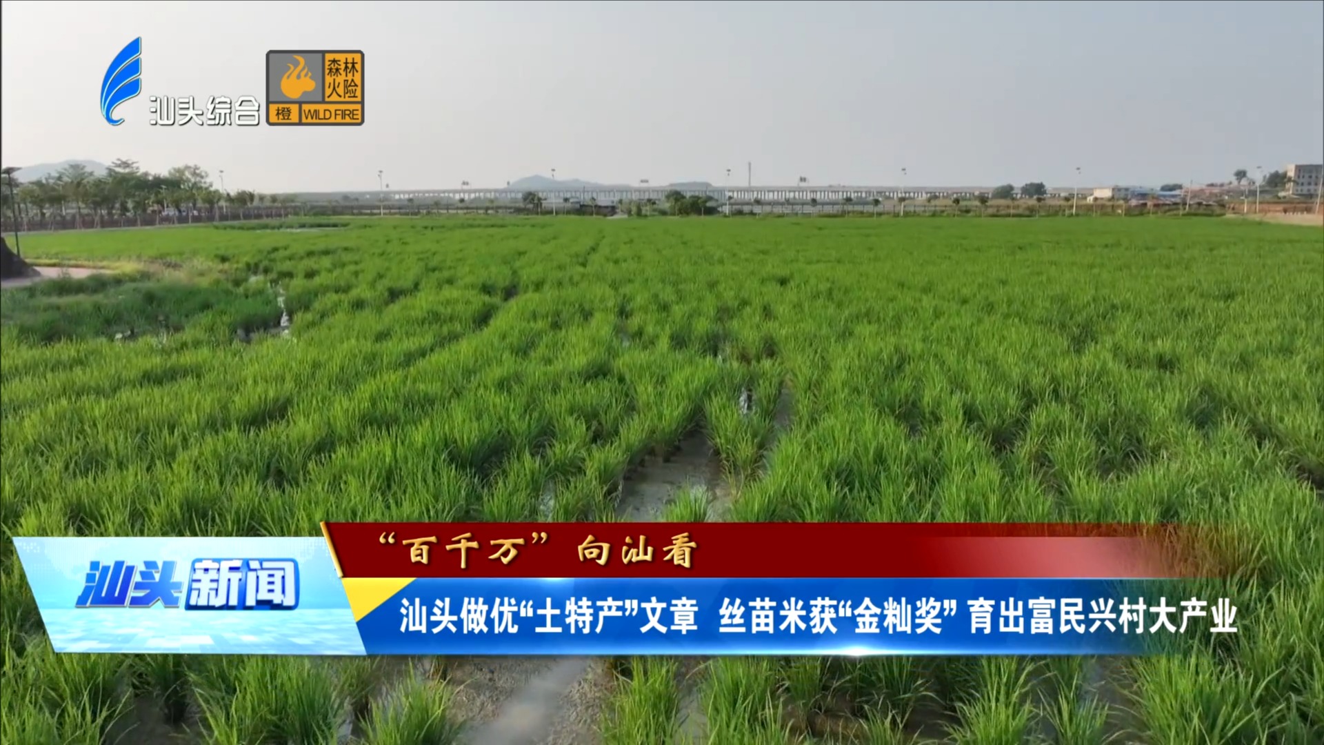 汕头做优“土特产”文章 丝苗米获“金籼奖”育出富民兴村大产业